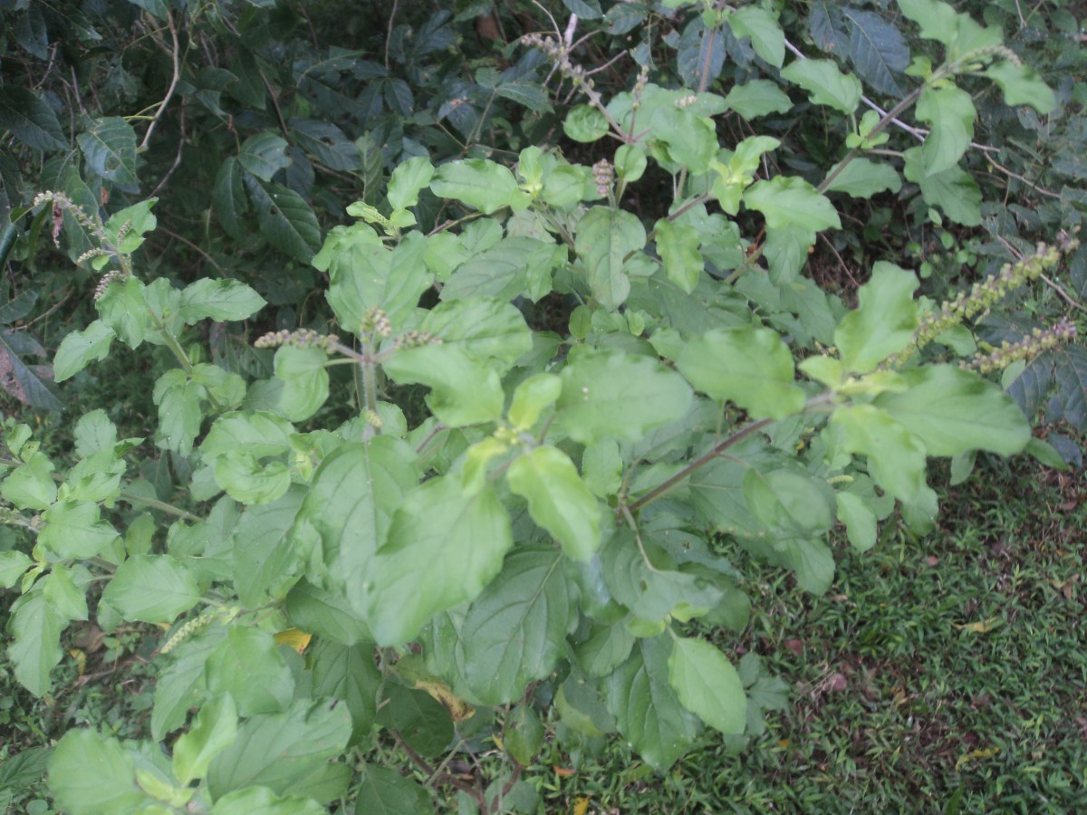 Ocimum tenuiflorum L.